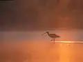 Großer Brachvogel