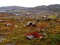 Tundra in Nunavut
