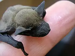 Kleiner Abendsegler, Fledermaus des Jahres 2026,2027