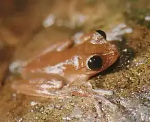 Australian lace-lid (Nyctimystes dayi)