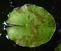 Blattspreite