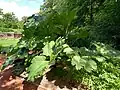 Schlossgarten im August