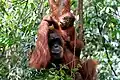 Orang-Utan-Reservat in Sumatra