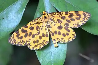 Obeida tigrata
