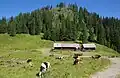 Alpe Obere Reuterwanne
