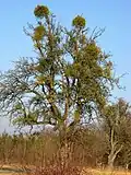Obstwiesenbaum