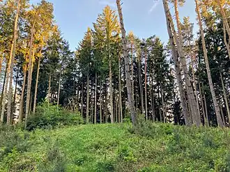 am Obermaierberg