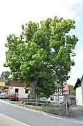 Die Gerichtslinde