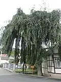 Trauerbuche