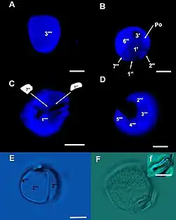 C. malayensis, verschiedene Färb- und Bildgebungs­methoden[19]