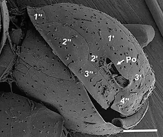 C. malayensis: Apikalpore, angrenzende Platten und einige weitere für die Bestimmung wichtige Platten[19]