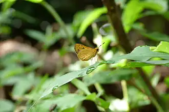 Ocybadistes ardea