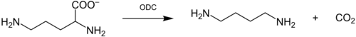 Reaktionsgleichung