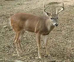Guyana-Weißwedelhirsch (Odocoileus virginianus cariacou)