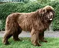 Brauner Neufundländer