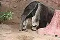 Großer Ameisenbär