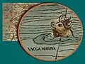 Seekuh (vacca marina)