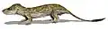 Oligokyphus triserialis