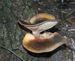 Australischer Geisterpilz Omphalotus nidiformis