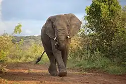 Ein einzelner, ausgewachsener Elefant läuft eine Straße entlang auf den Betrachter zu.