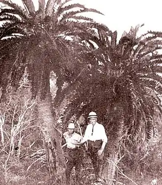 Die beiden letzten Stämme von Encephalartos woodii im Wald von oNgoye im frühen 20. Jahrhundert