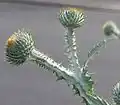 Herablaufender Blattgrund bei der Eselsdistel (Onopordum acanthium)