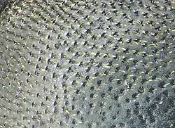 Abb. 5: raspelartige Punktur Onthophagus verticicornis