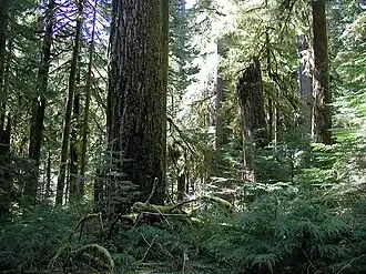 Primärwald in der Opal Creek Wilderness