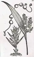 Teil 1, Tab. II, Fig. XV
