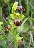 Israelische Ragwurz (Ophrys omegaifera subsp. israelitica)