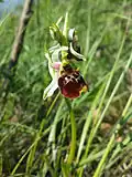 Die Blüten der Hummel-Ragwurz imitieren eine weibliche Langhornbiene und locken so männliche Langhornbienen an, welche unfreiwillig die Bestäubung der Ragwurz übernehmen.