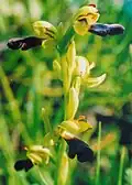 Hayeks Ragwurz (Ophrys omegaifera subsp. hayekii)