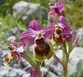Ophrys tenthredinifera Portugal – Algarve