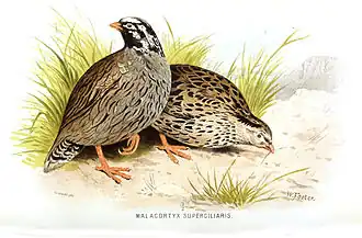 Himalayawachtel aus Allan Octavian Hume und Charles Henry Tilson Marshall: Game birds of India, Burmah and Ceylon, 1880