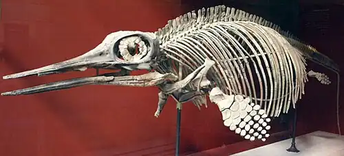 Foto eines Ichthyosaurier-Skeletts in einer Vitrine
