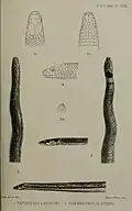 Opisthotropis latouchii illustriert von Smit (Figur 1)
