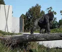 Westlicher Flachlandgorilla
