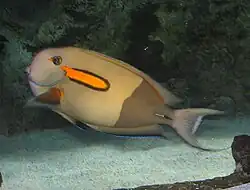 Orangefleck-Doktorfisch