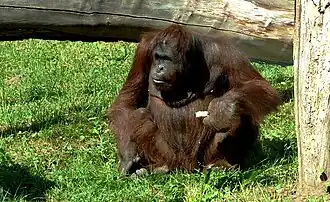 Borneo-Orang-Utan