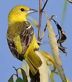 Weibchen