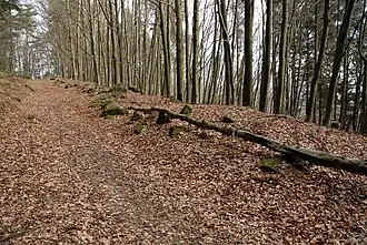 Reste des Ringwalls