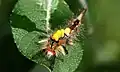 Raupe von vorne