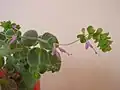 Diptam-Dost (Origanum dictamnus)