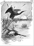 Darstellung eines Reihers mit Seerosen von 1892 (Künstler unbekannt)
