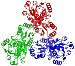 Ornithin-Transcarbamylase