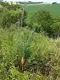 Die Flockenblumen-Sommerwurz (Orobanche centaurina) parasitiert auf der Skabiosen-Flockenblume (Centaurea scabiosa).