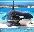 Orca