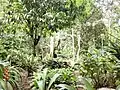 Orchideen-Garten Waqanki