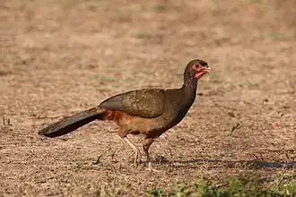 Chacochachalaca