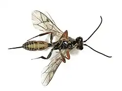 ♀ Ventralansicht